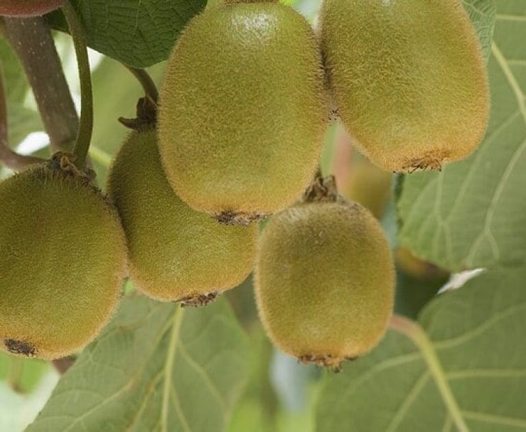Kiwi Fruit on Tree