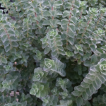 Αρωματικά – Βότανα