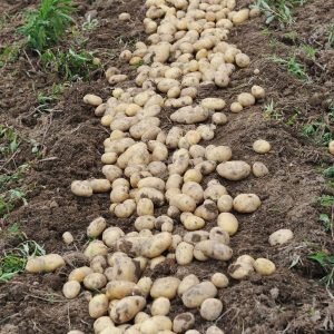 depositphotos_19163031-stock-photo-harvesting-in-a-potato-field